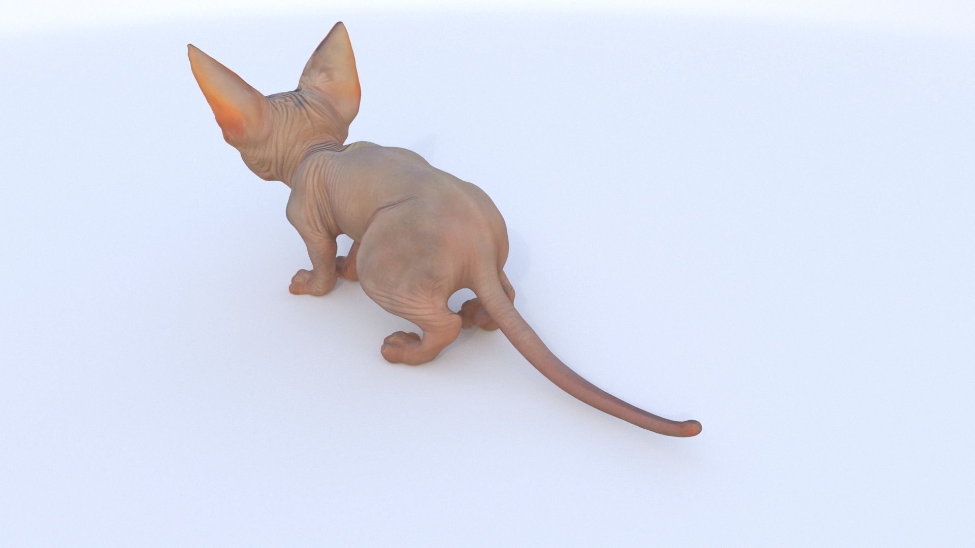 Sphynx 3D model_3