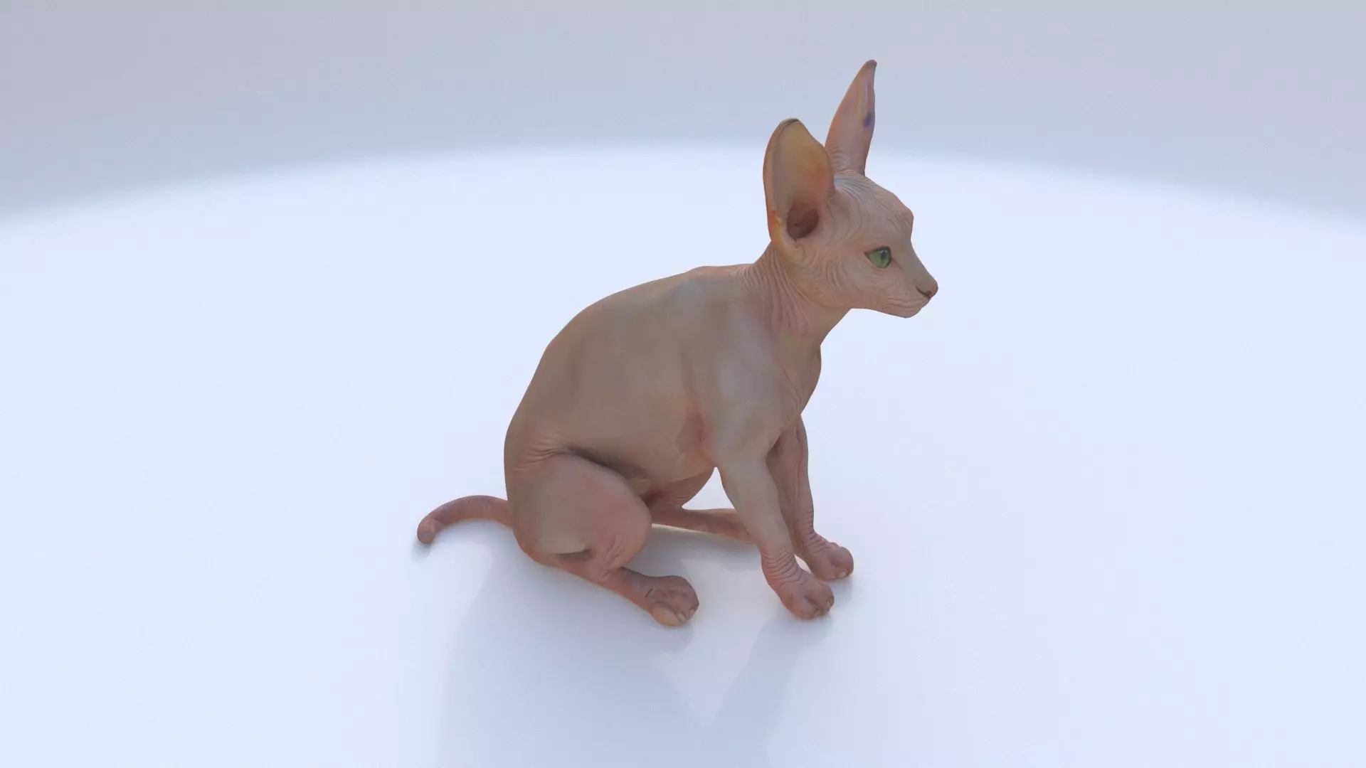 Sphynx seated 3D model_0