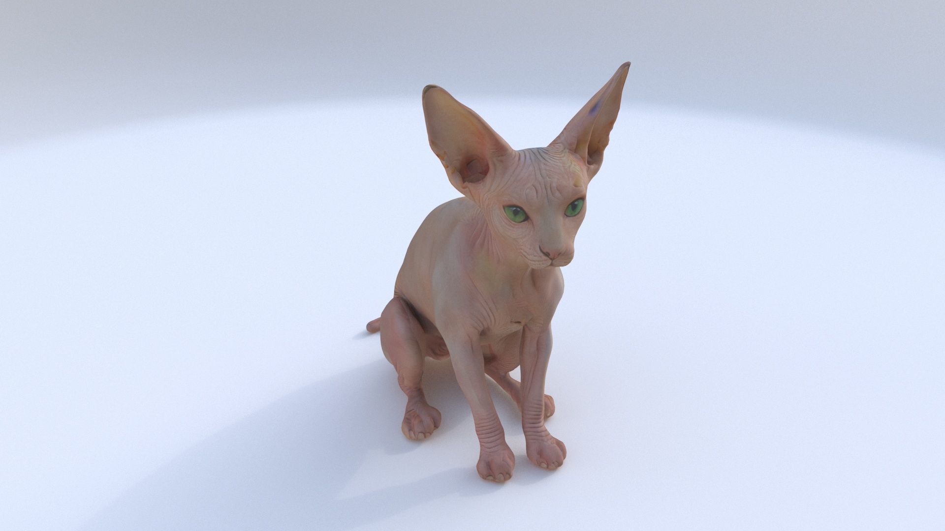 Sphynx seated 3D model_1