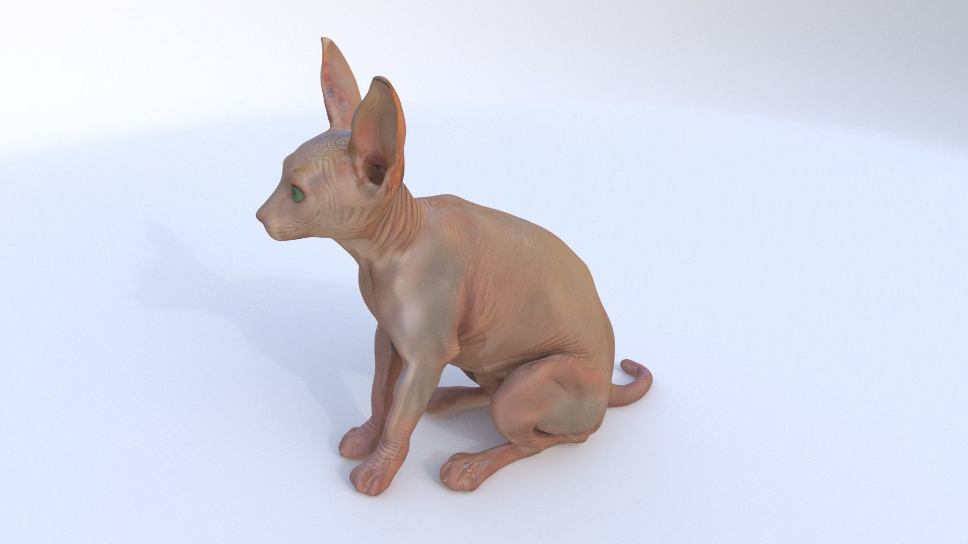 Sphynx seated 3D model_2