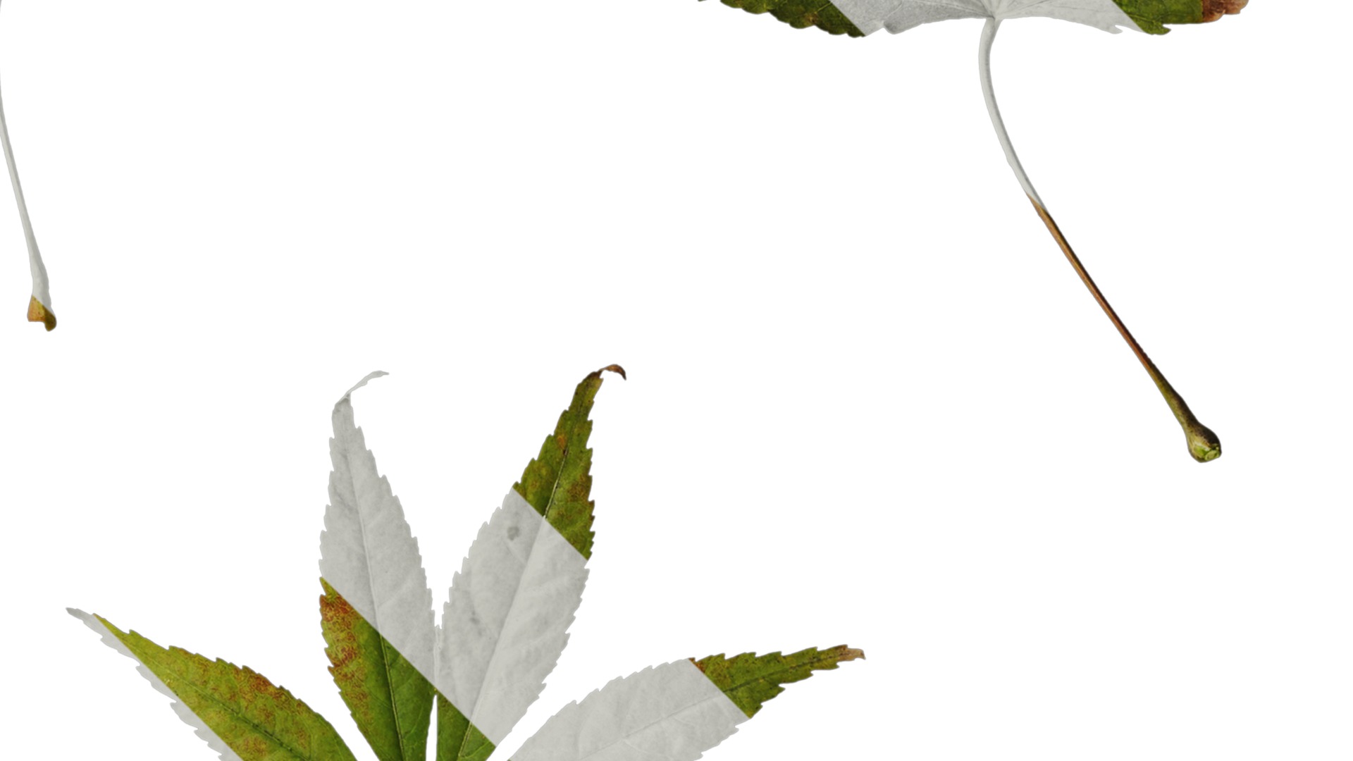 Anydrafts Acer palmatum Leaf 12 Texture_4