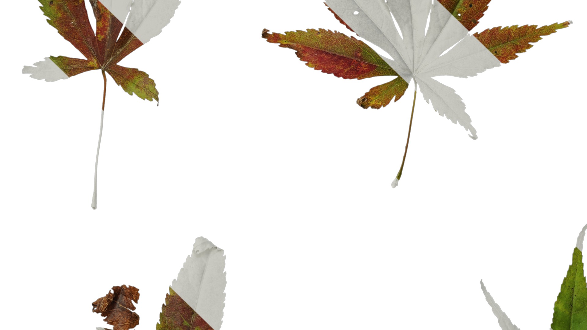 Anydrafts Acer palmatum Leaf 12 Texture_5