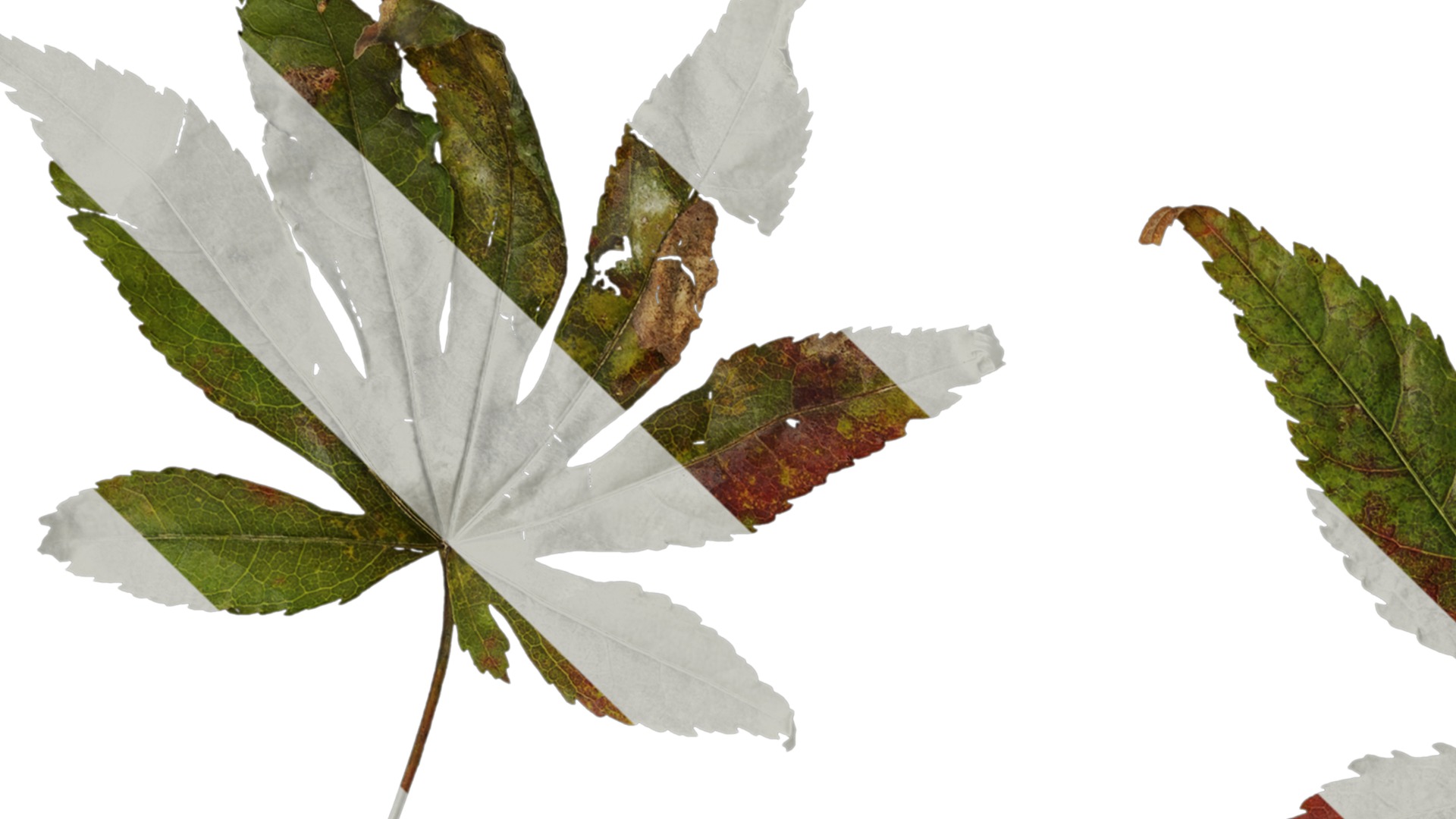 Anydrafts Acer palmatum Leaf 12 Texture_1