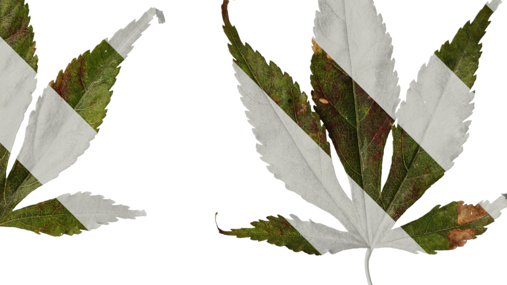 Anydrafts Acer palmatum Leaf 12 Texture_2