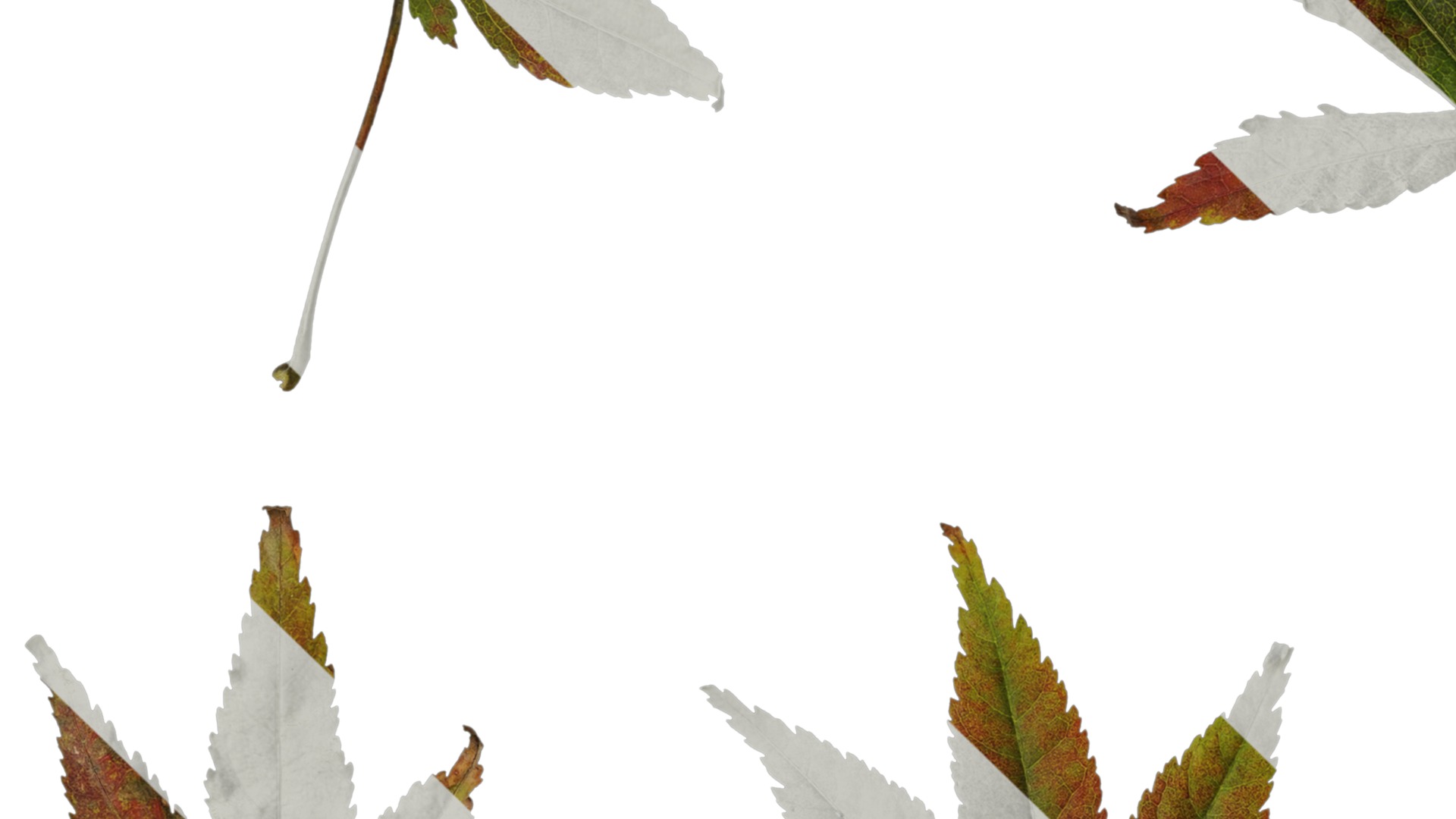 Anydrafts Acer palmatum Leaf 12 Texture_3