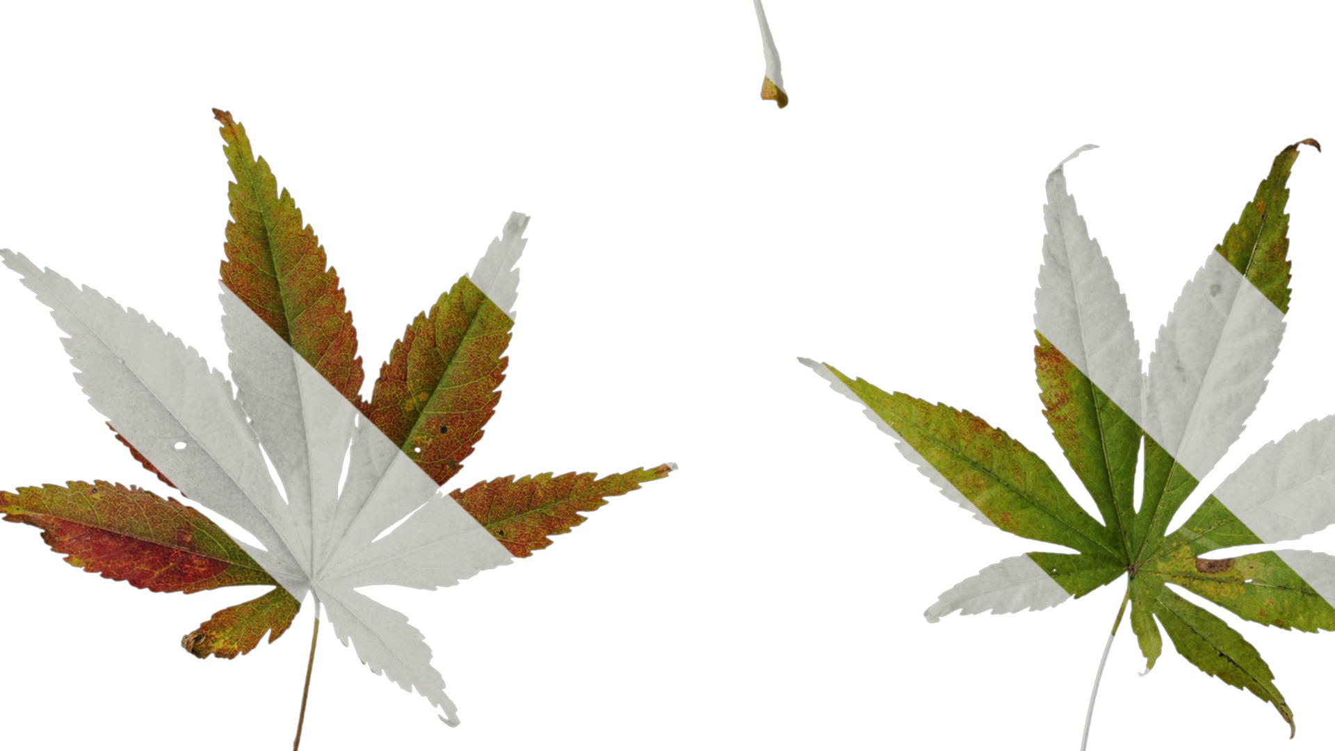 Anydrafts Acer palmatum Leaf 12 Texture_7