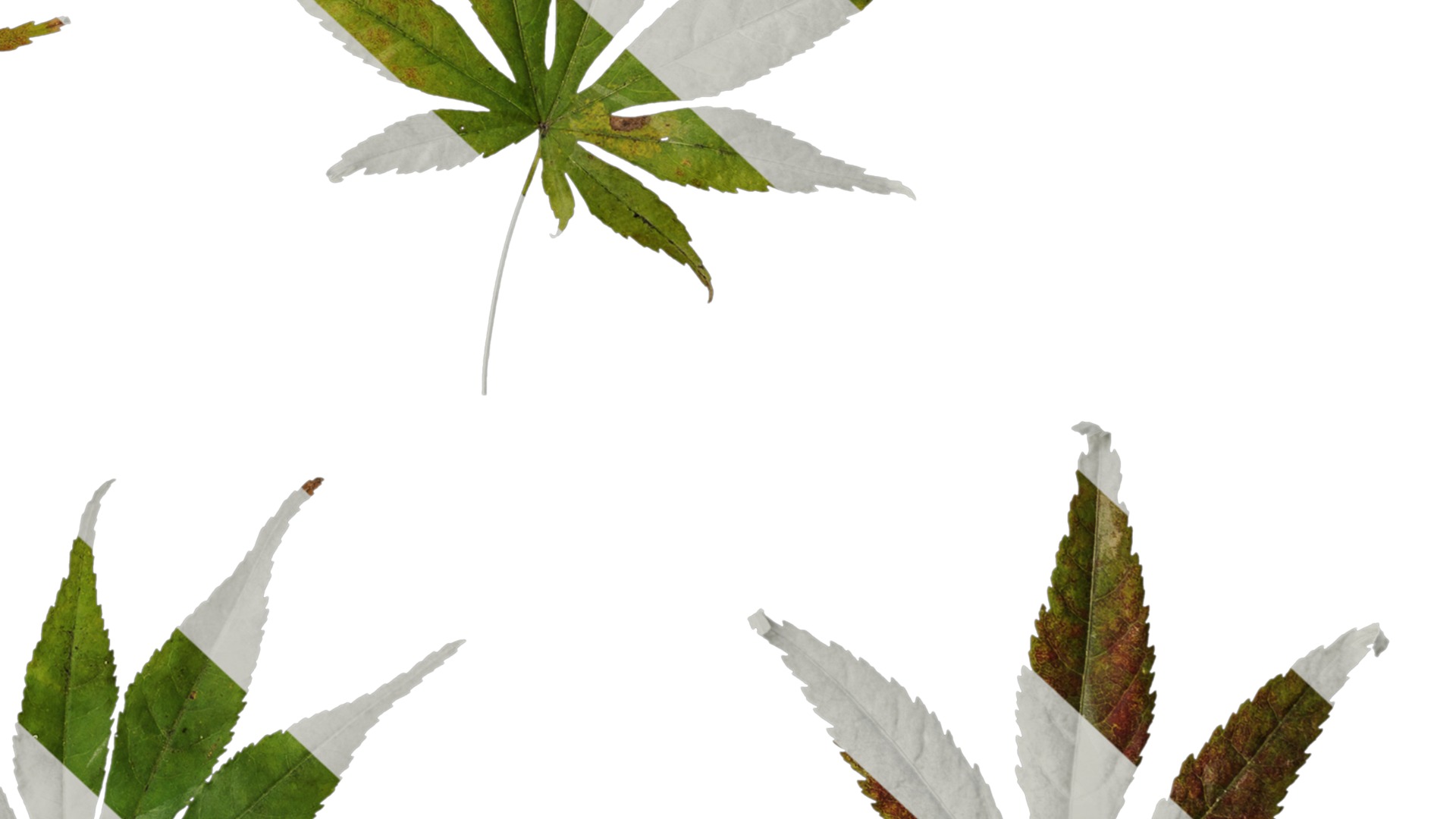 Anydrafts Acer palmatum Leaf 12 Texture_6