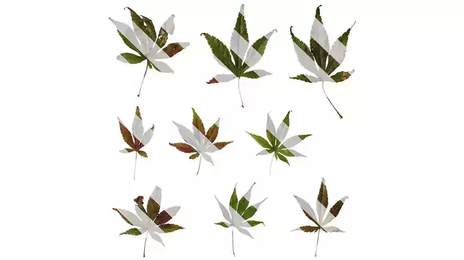 Anydrafts Acer palmatum Leaf 12