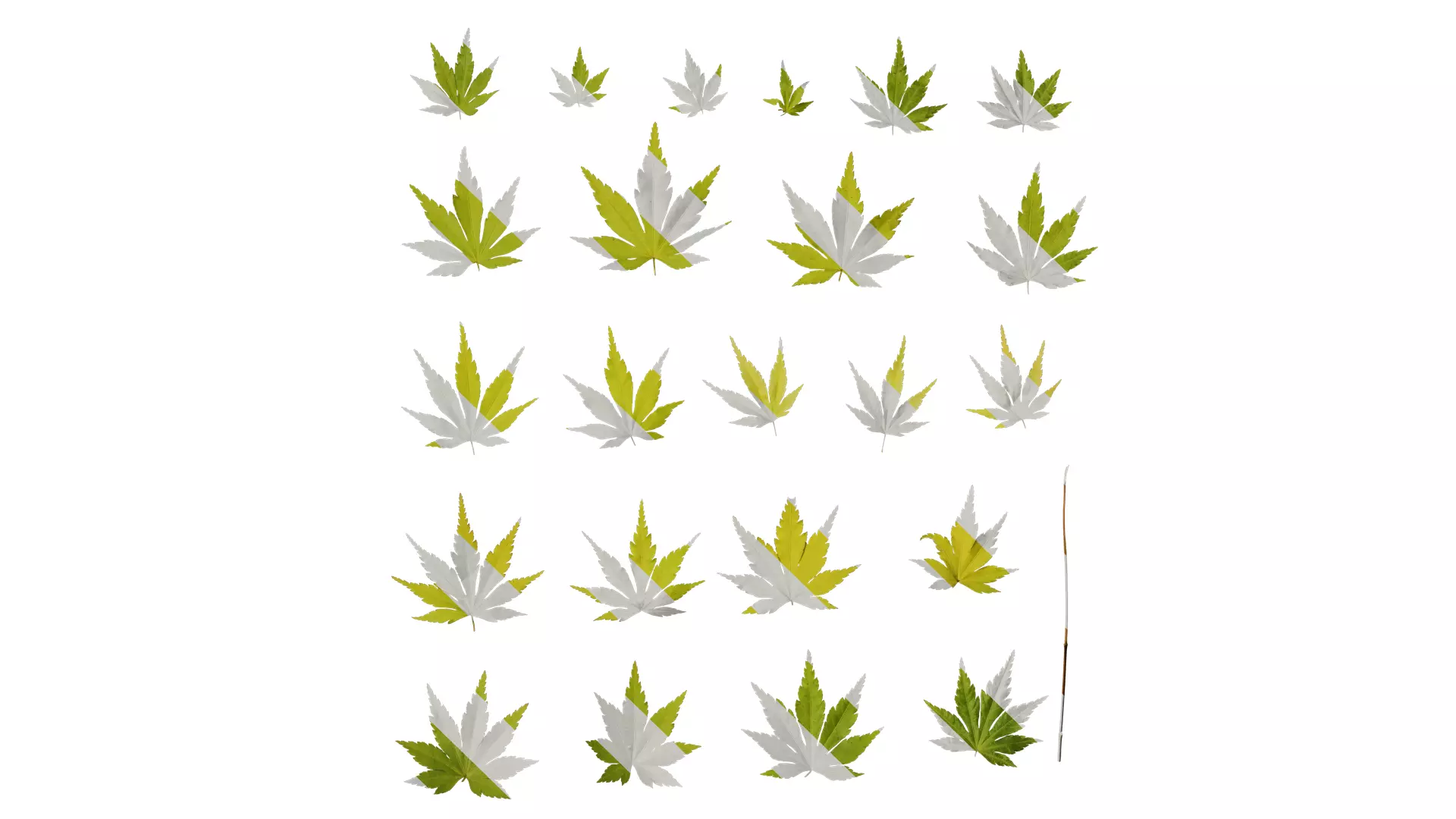 Anydrafts Acer palmatum Leaf 15 Texture
