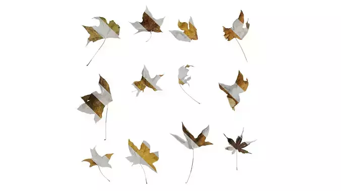 Anydrafts Acer palmatum Leaf 19