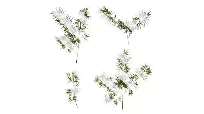 Anydrafts Acer palmatum dissectum Atlas 11