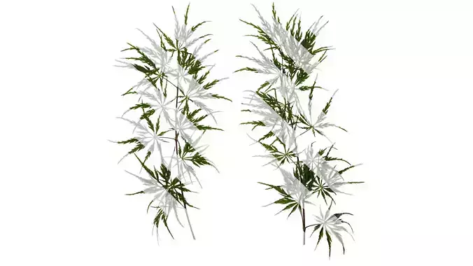 Anydrafts Acer palmatum dissectum Atlas 12