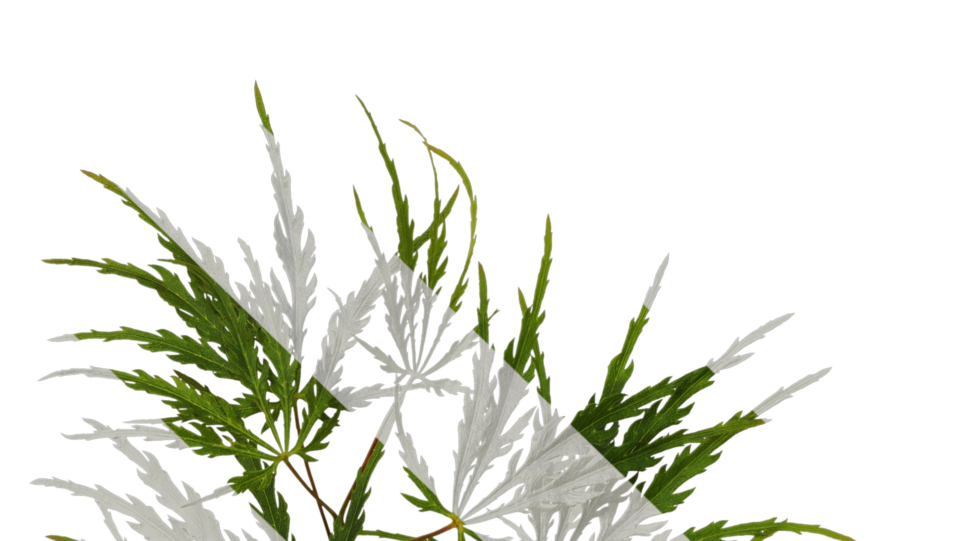 Anydrafts Acer palmatum dissectum Atlas 13 Texture_1