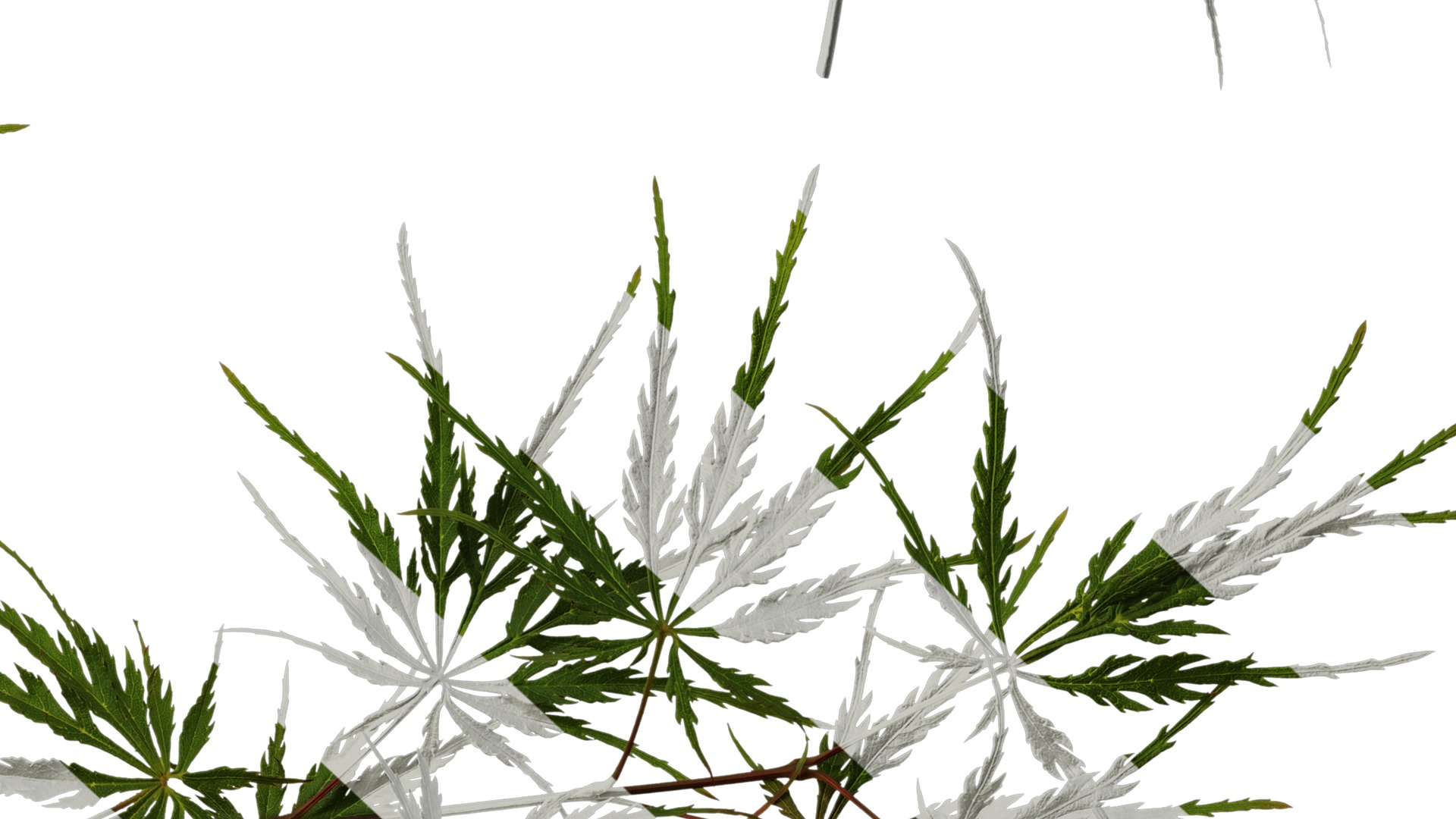 Anydrafts Acer palmatum dissectum Atlas 13 Texture_6