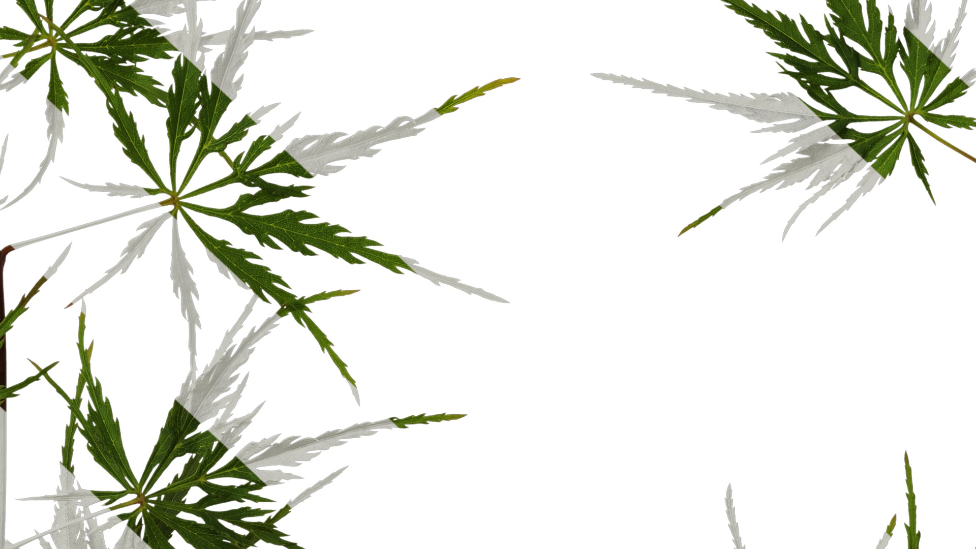 Anydrafts Acer palmatum dissectum Atlas 13 Texture_7