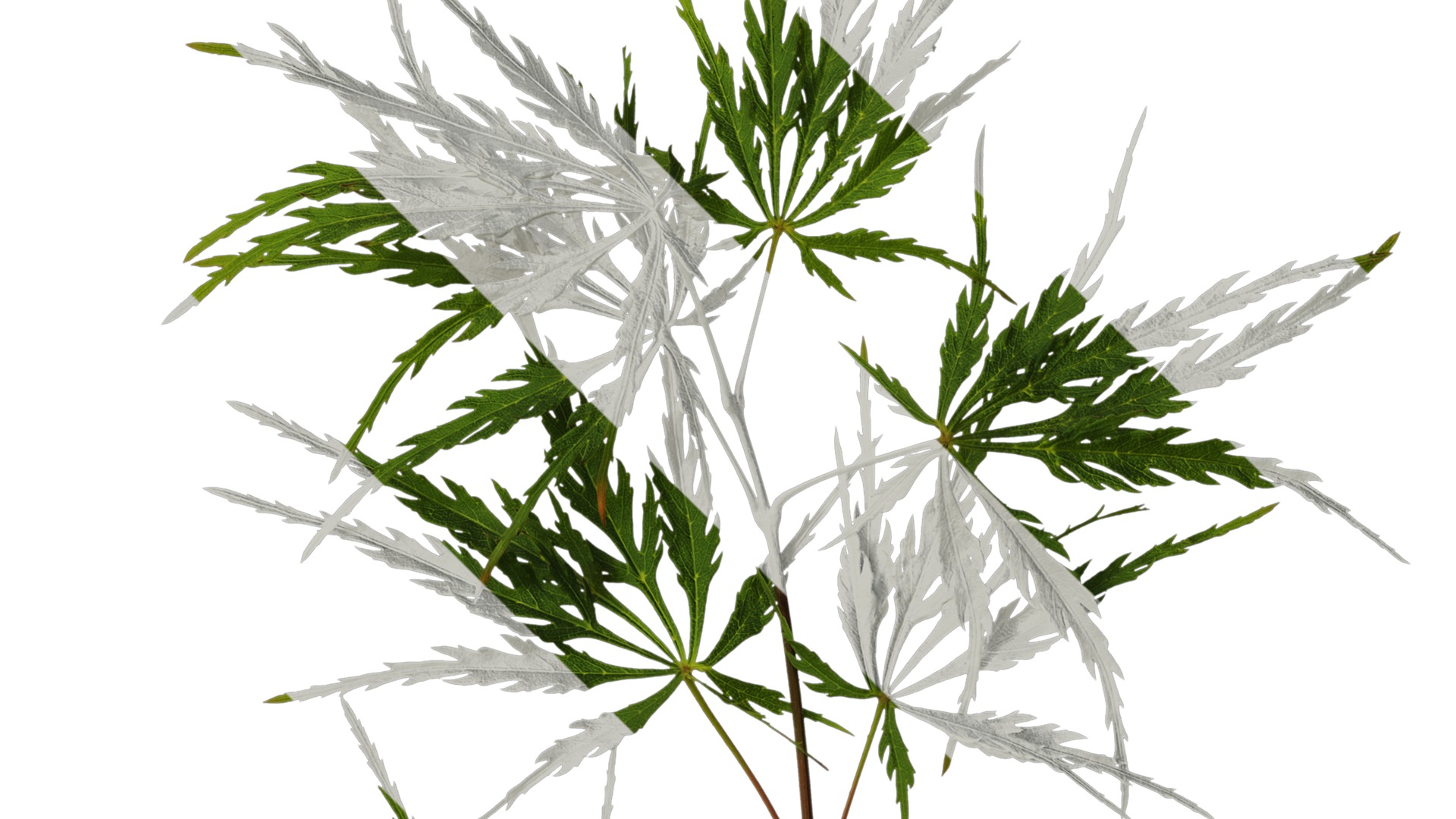 Anydrafts Acer palmatum dissectum Atlas 13 Texture_2