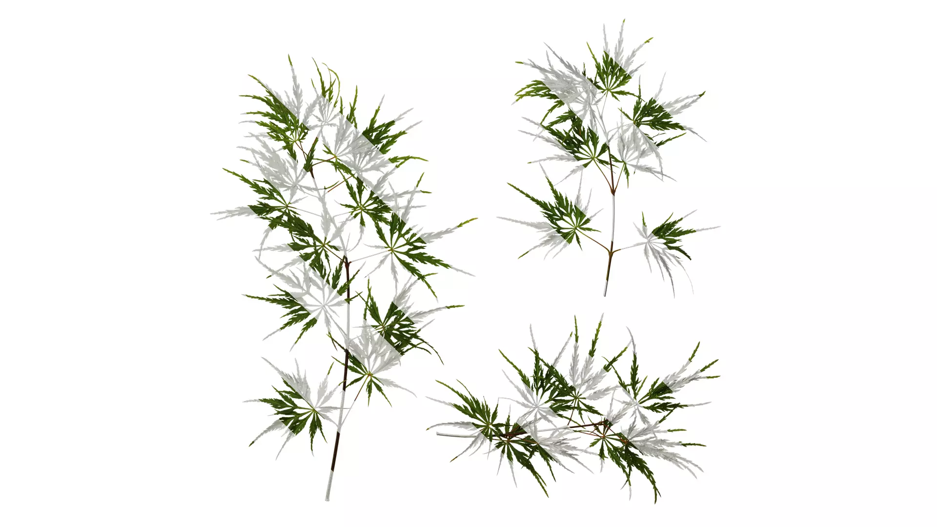 Anydrafts Acer palmatum dissectum Atlas 13 Texture_0