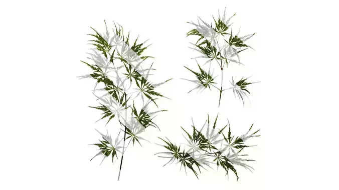 Anydrafts Acer palmatum dissectum Atlas 13