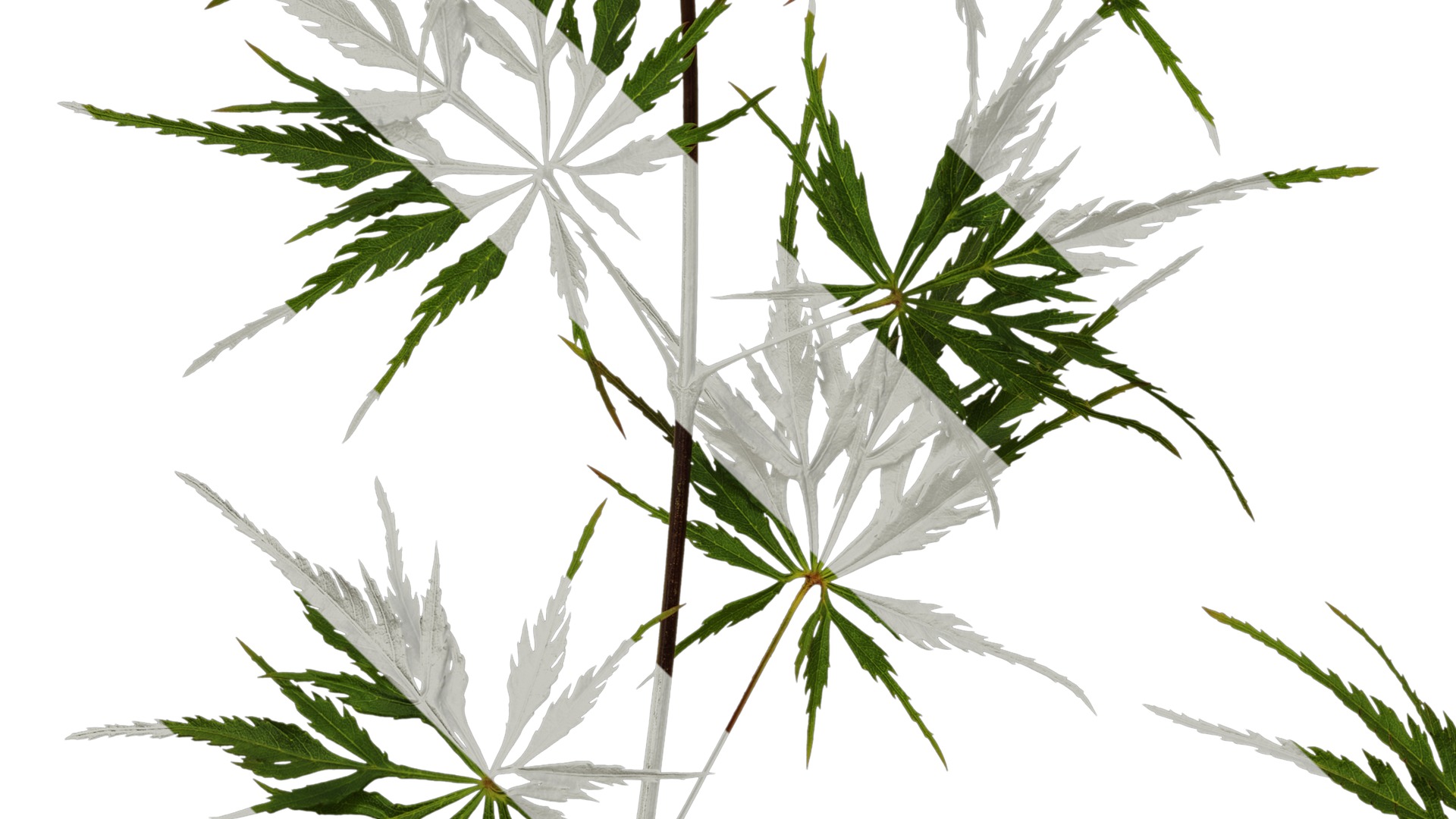 Anydrafts Acer palmatum dissectum Atlas 13 Texture_5