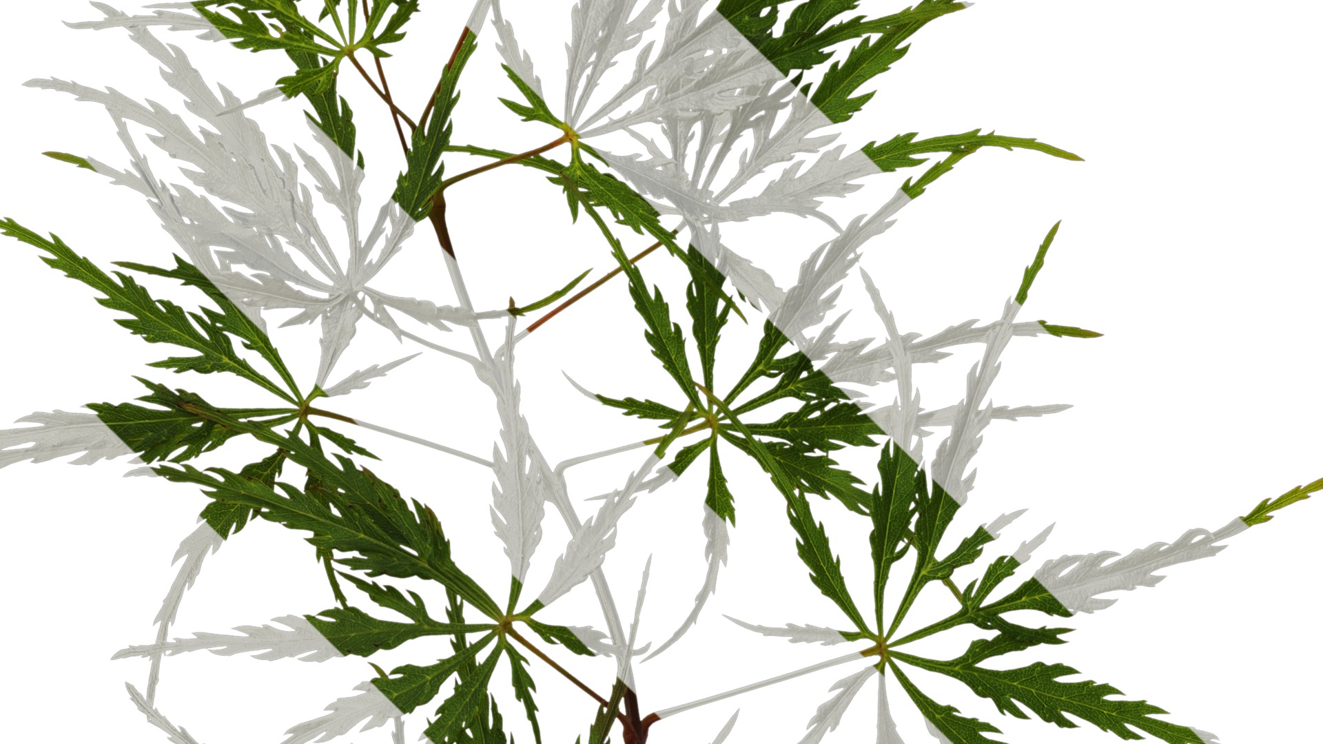 Anydrafts Acer palmatum dissectum Atlas 13 Texture_3