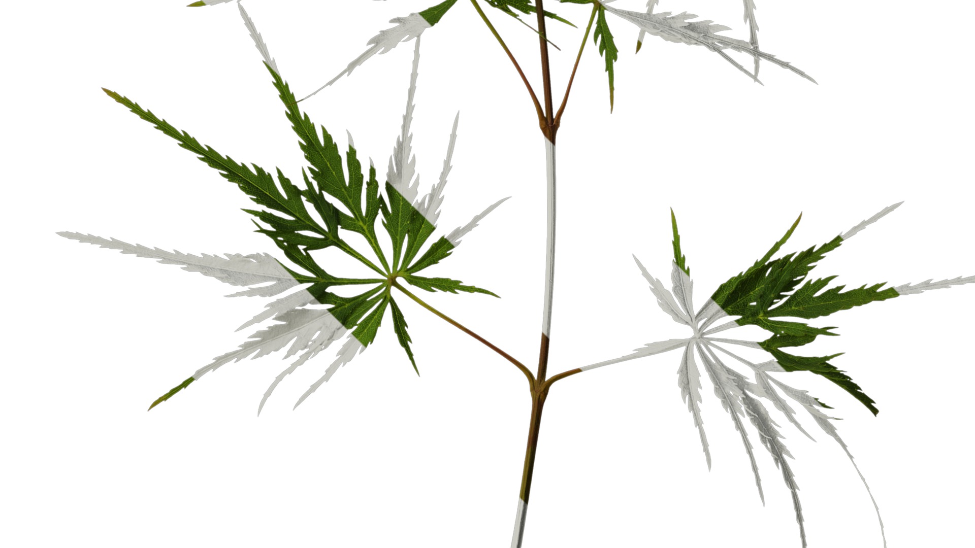 Anydrafts Acer palmatum dissectum Atlas 13 Texture_4