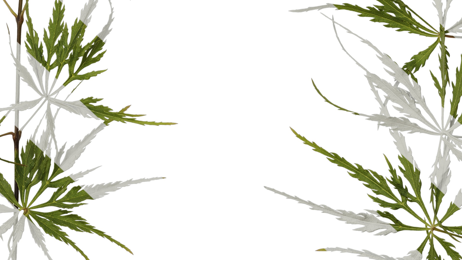 Anydrafts Acer palmatum dissectum Atlas 14 Texture_7