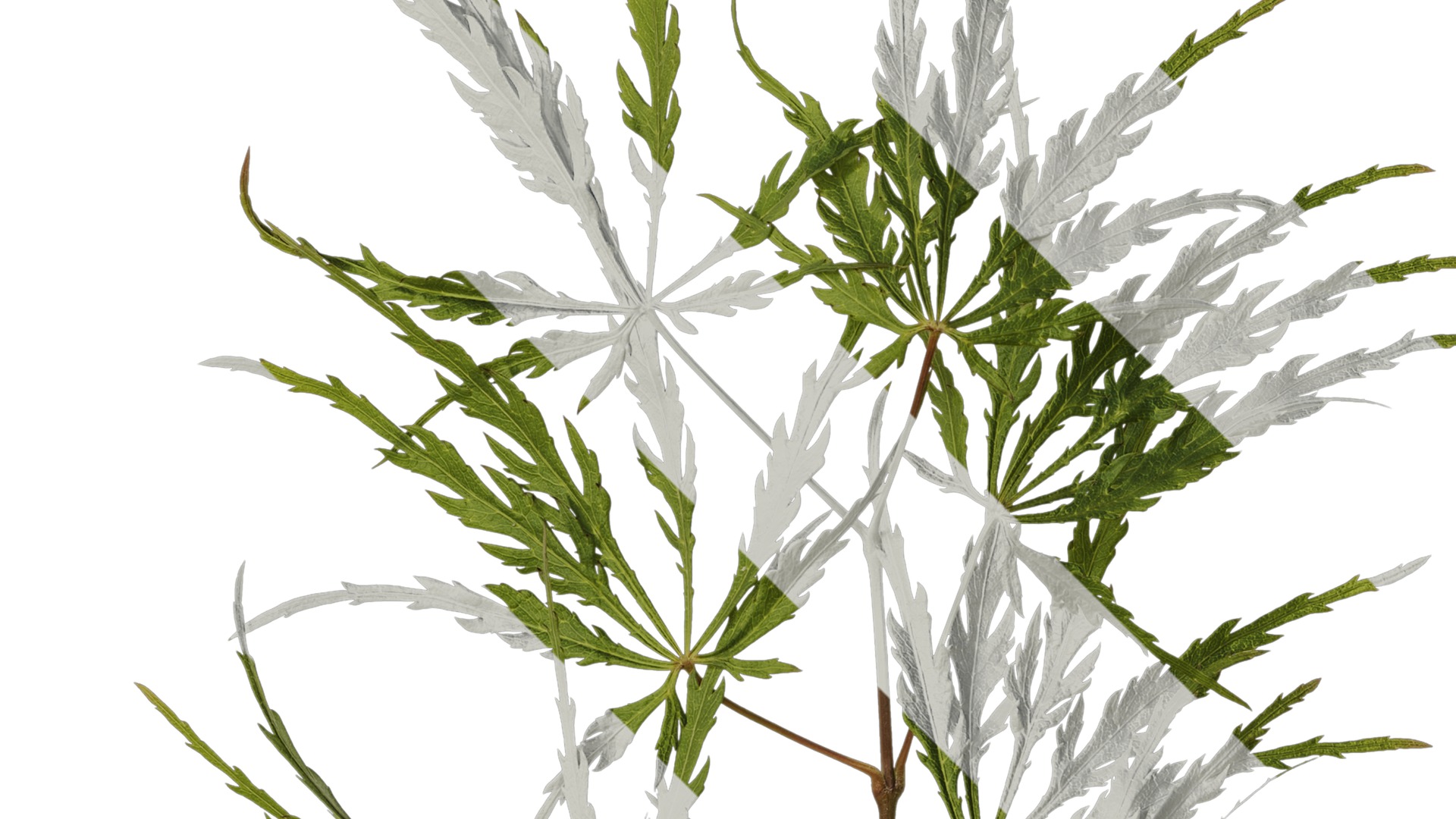 Anydrafts Acer palmatum dissectum Atlas 14 Texture_2