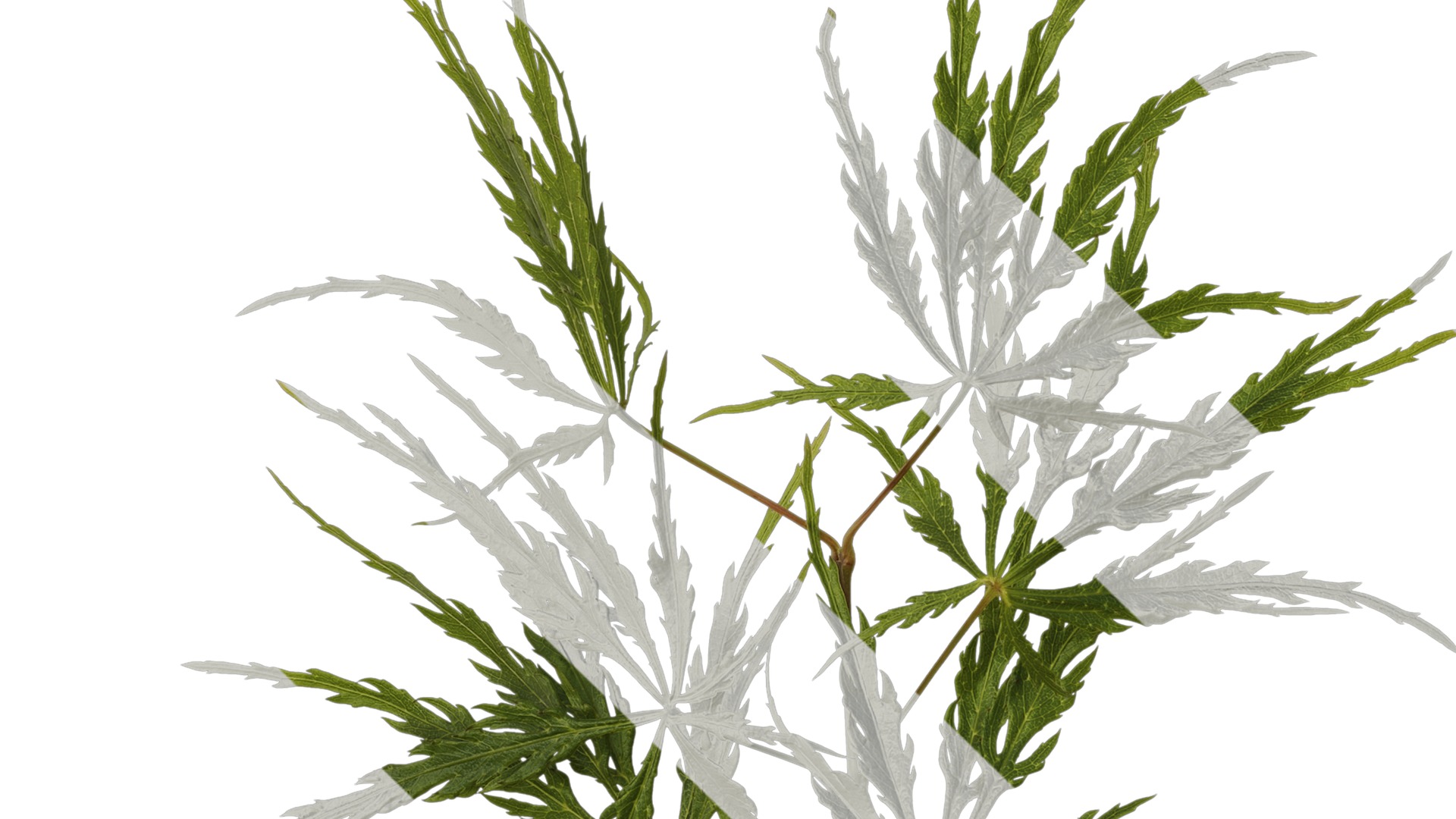 Anydrafts Acer palmatum dissectum Atlas 14 Texture_1