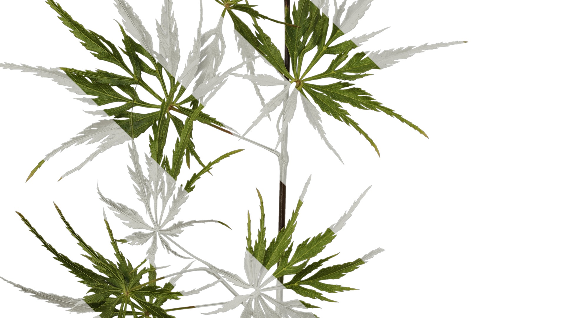 Anydrafts Acer palmatum dissectum Atlas 14 Texture_5