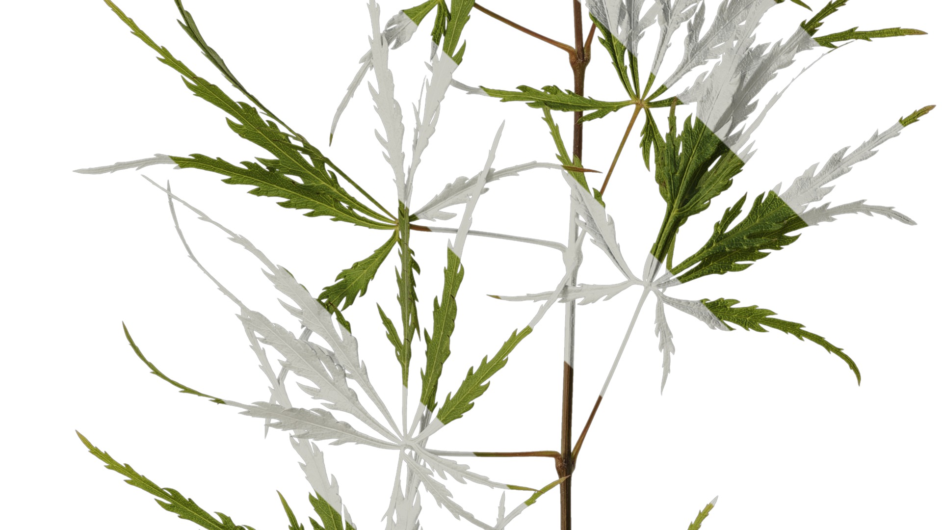 Anydrafts Acer palmatum dissectum Atlas 14 Texture_4