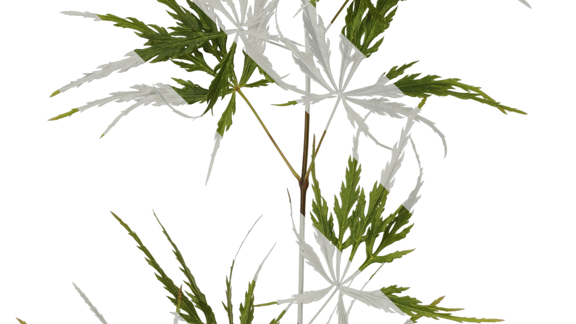 Anydrafts Acer palmatum dissectum Atlas 14 Texture_3