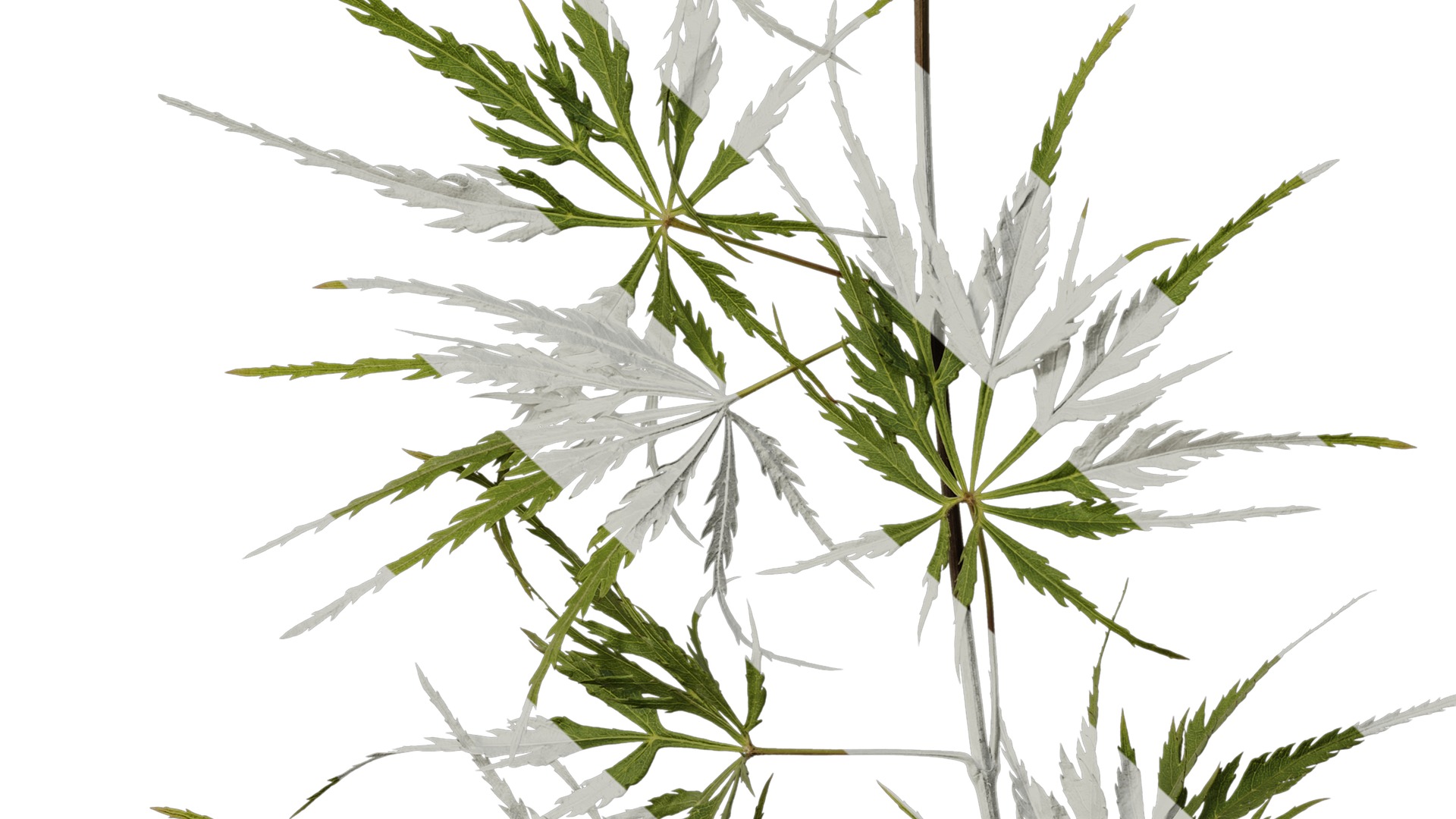 Anydrafts Acer palmatum dissectum Atlas 14 Texture_6