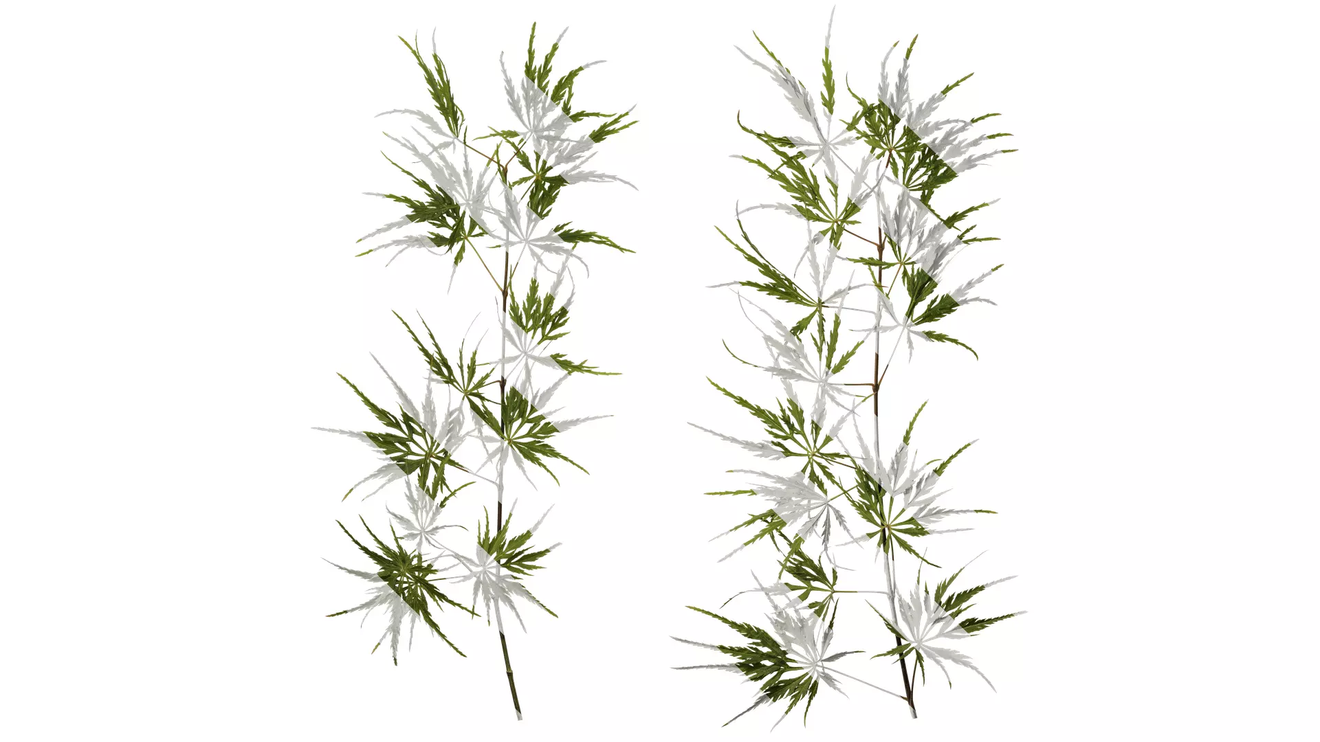 Anydrafts Acer palmatum dissectum Atlas 14 Texture_0