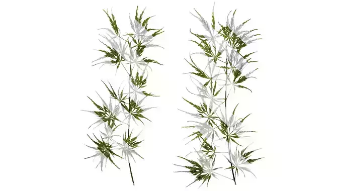 Anydrafts Acer palmatum dissectum Atlas 14