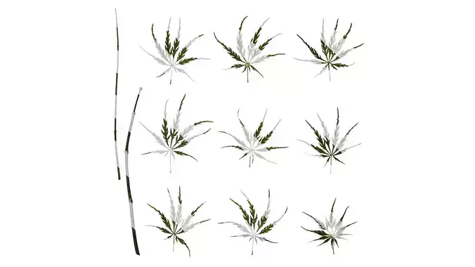 Anydrafts Acer palmatum dissectum Leaf 07