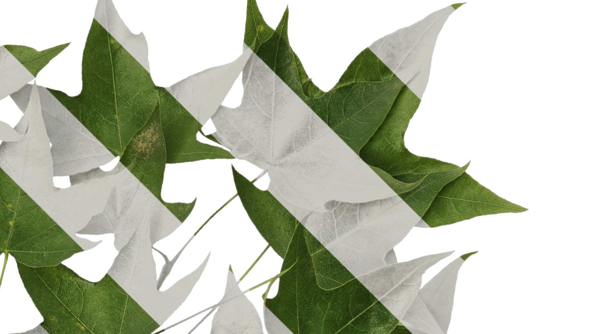 Anydrafts Acer pictum Atlas 05 Texture_2