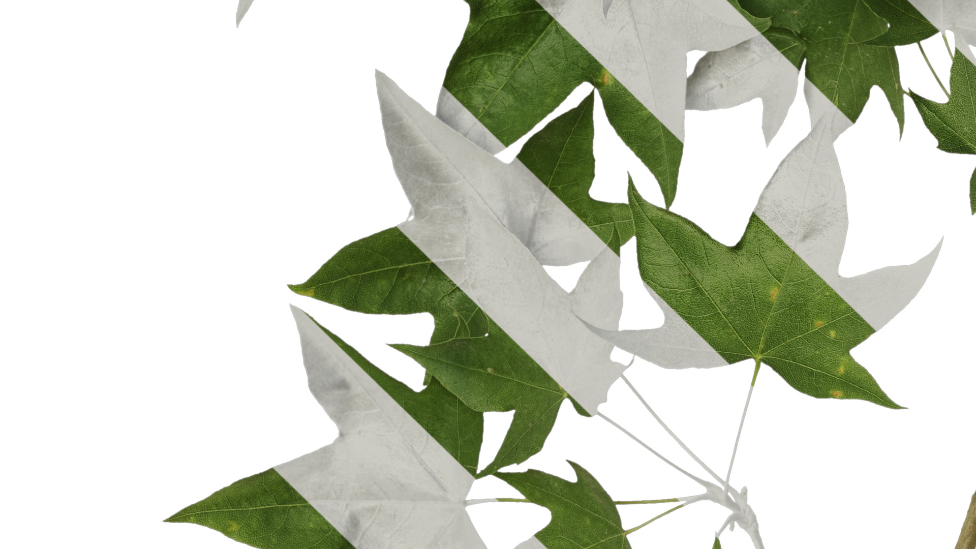 Anydrafts Acer pictum Atlas 05 Texture_5