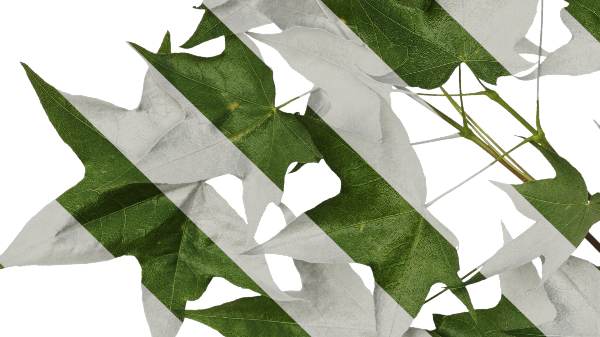 Anydrafts Acer pictum Atlas 05 Texture_3