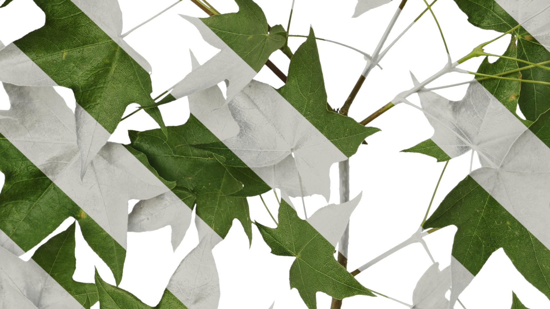 Anydrafts Acer pictum Atlas 05 Texture_7