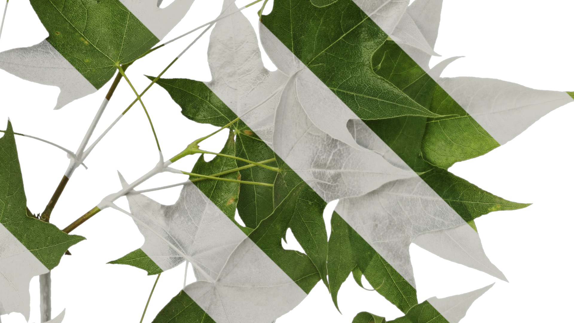 Anydrafts Acer pictum Atlas 05 Texture_4