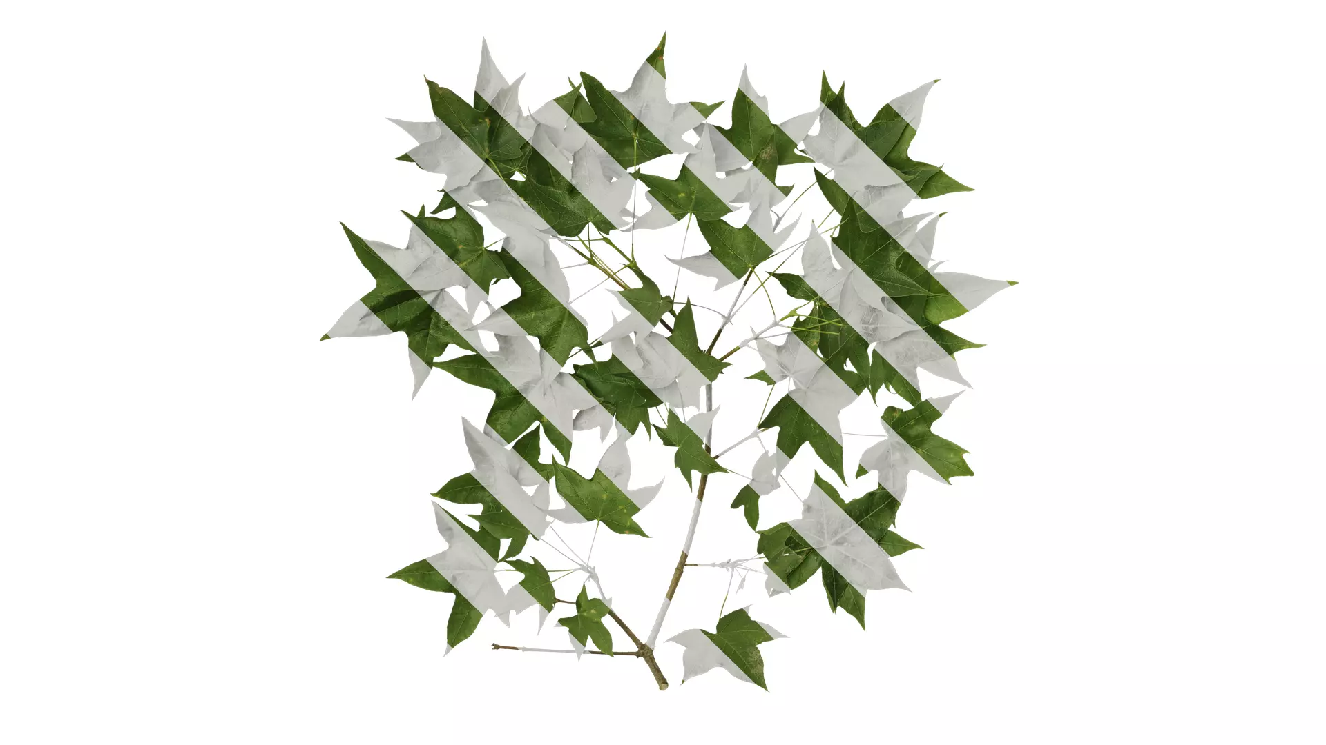 Anydrafts Acer pictum Atlas 05 Texture_0