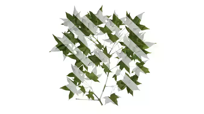 Anydrafts Acer pictum Atlas 05 Texture