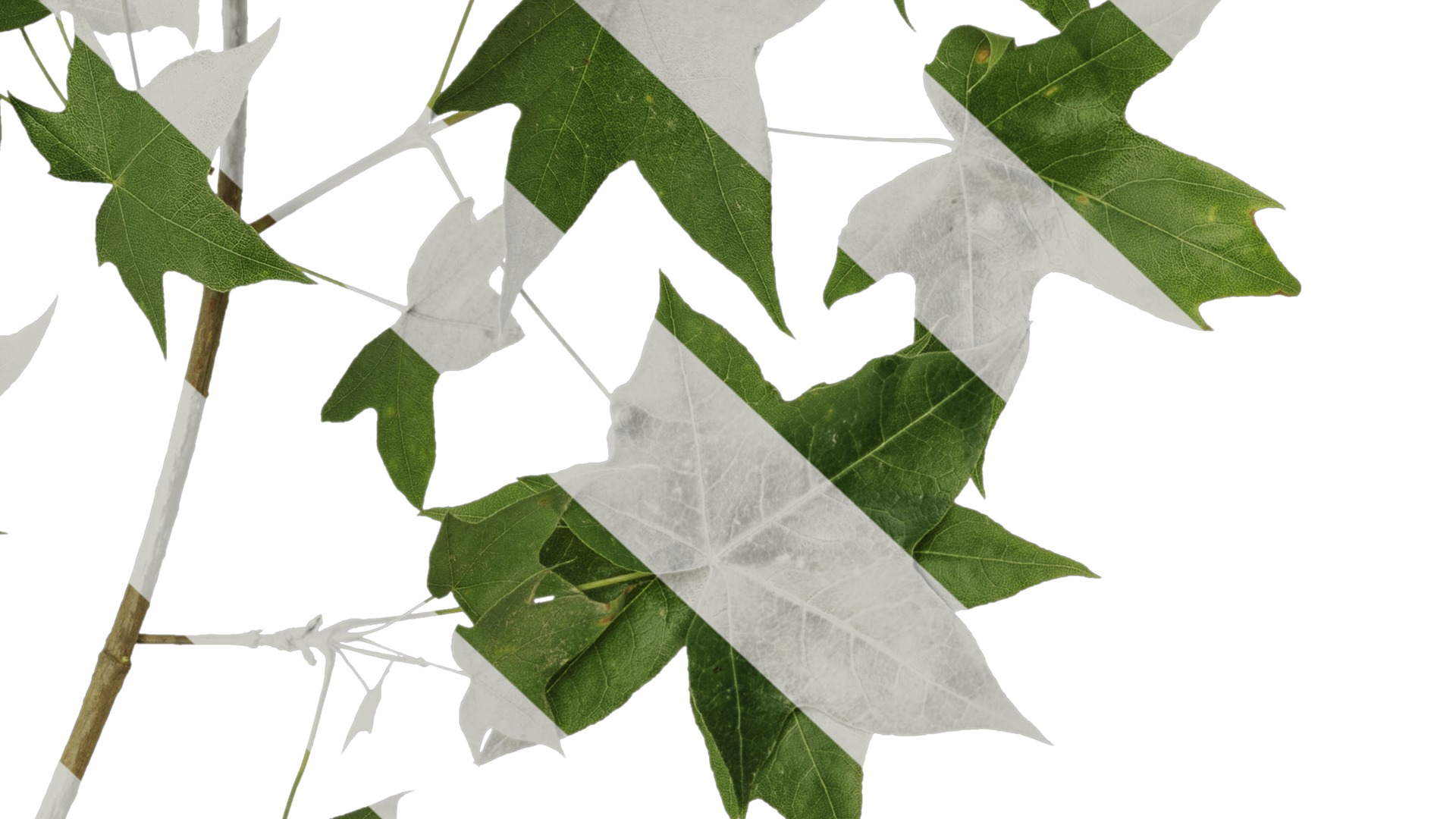 Anydrafts Acer pictum Atlas 05 Texture_6