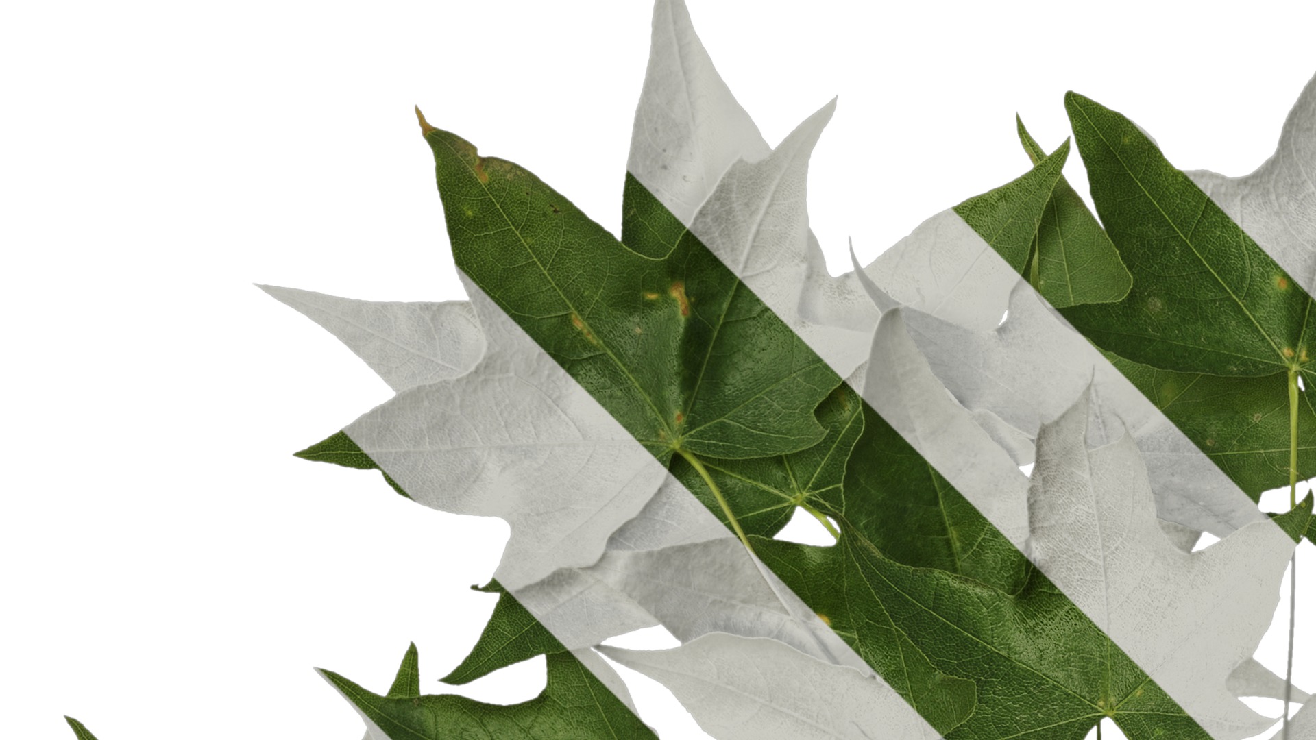 Anydrafts Acer pictum Atlas 05 Texture_1