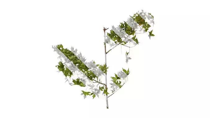 Anydrafts Acer saccharum Atlas 04