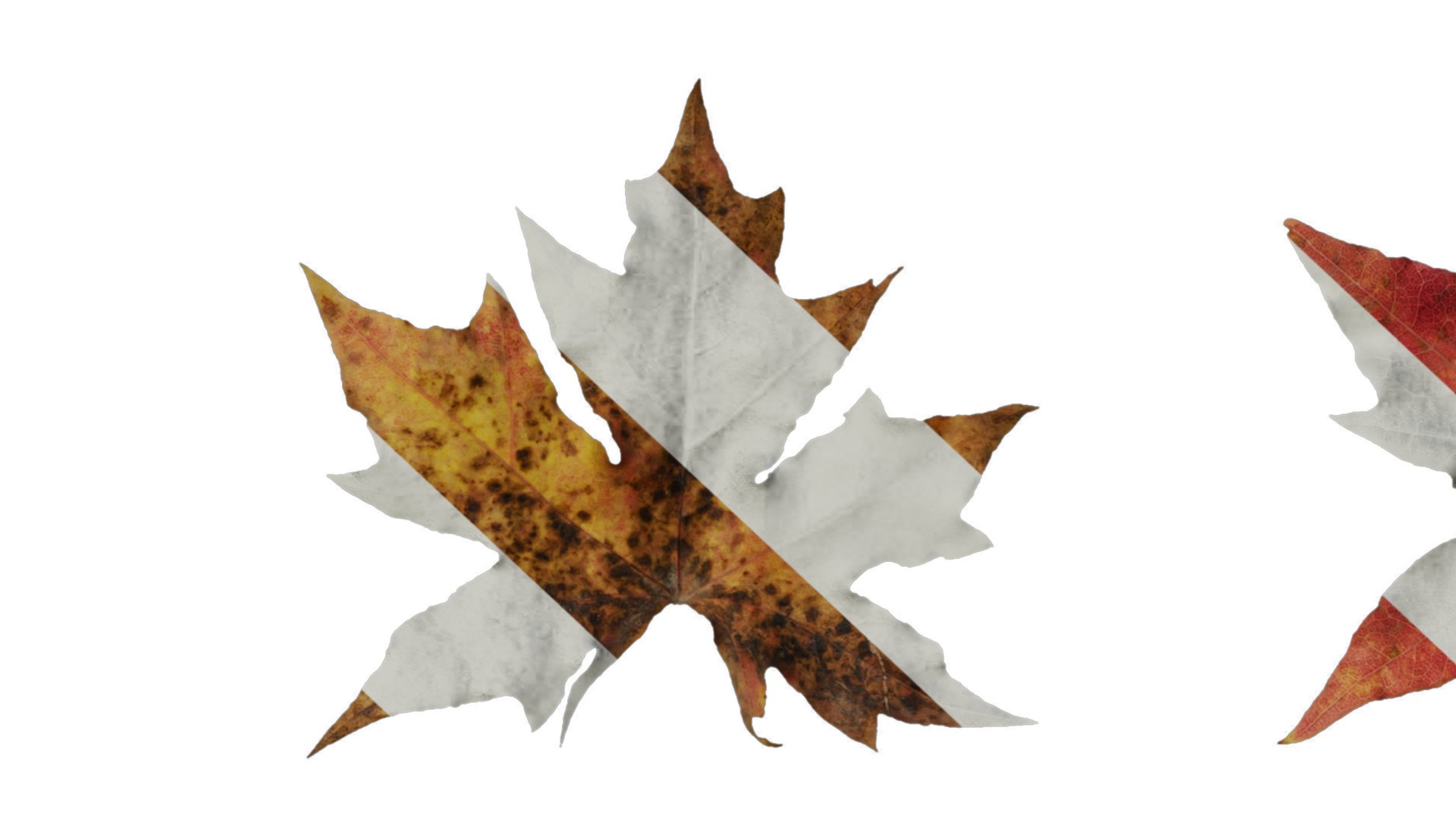 Anydrafts Acer saccharum Leaf 01 Texture_7