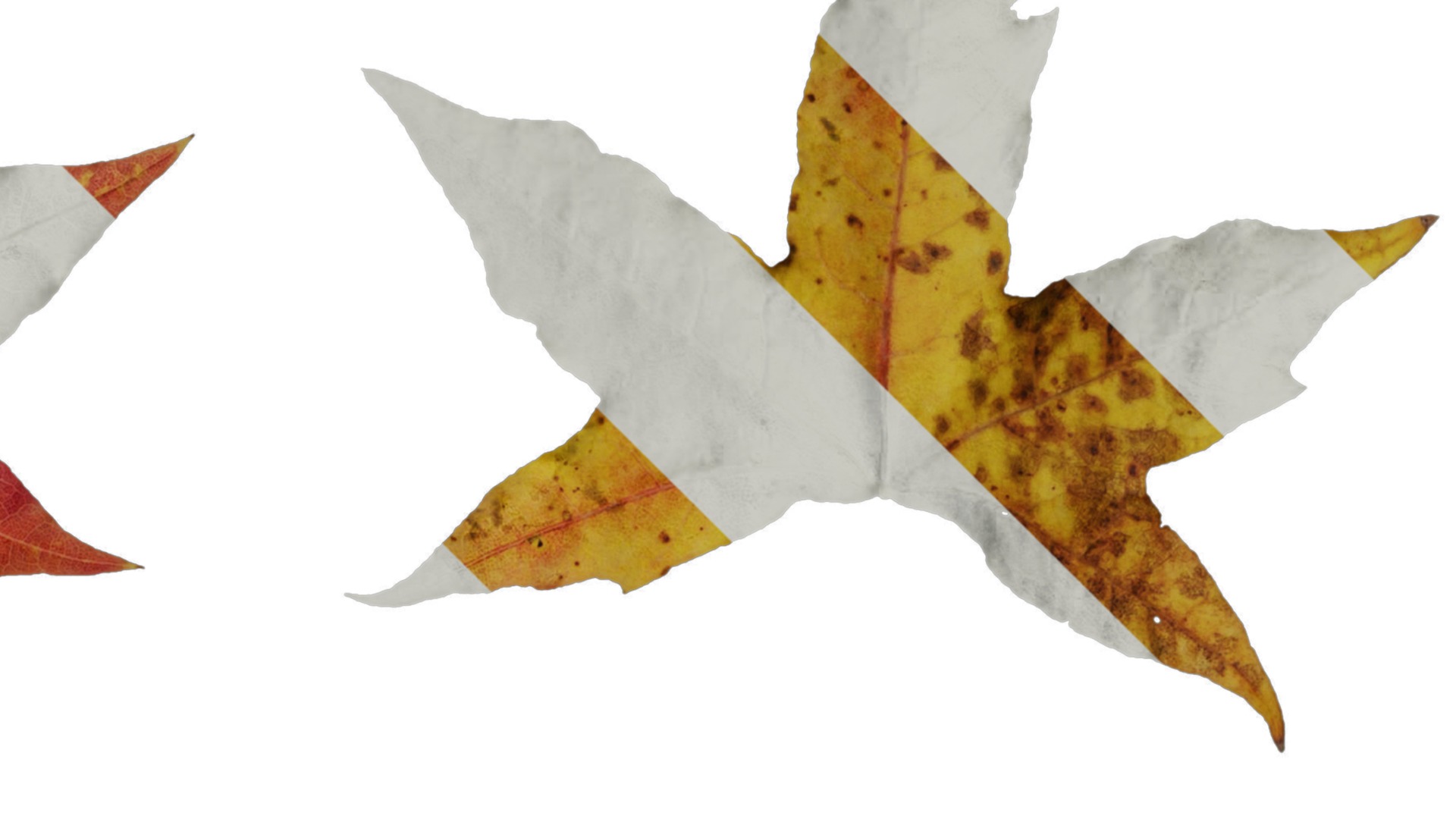 Anydrafts Acer saccharum Leaf 01 Texture_2