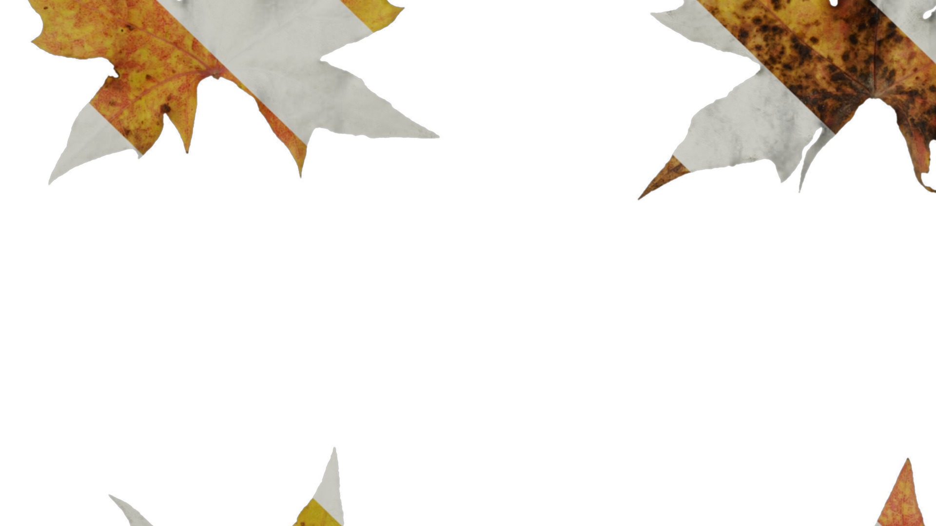 Anydrafts Acer saccharum Leaf 01 Texture_5