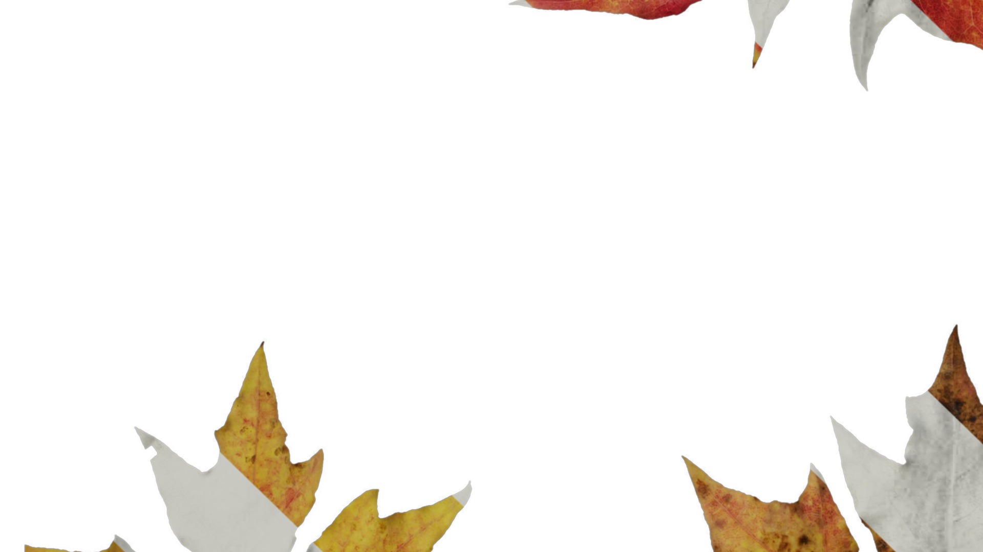 Anydrafts Acer saccharum Leaf 01 Texture_3