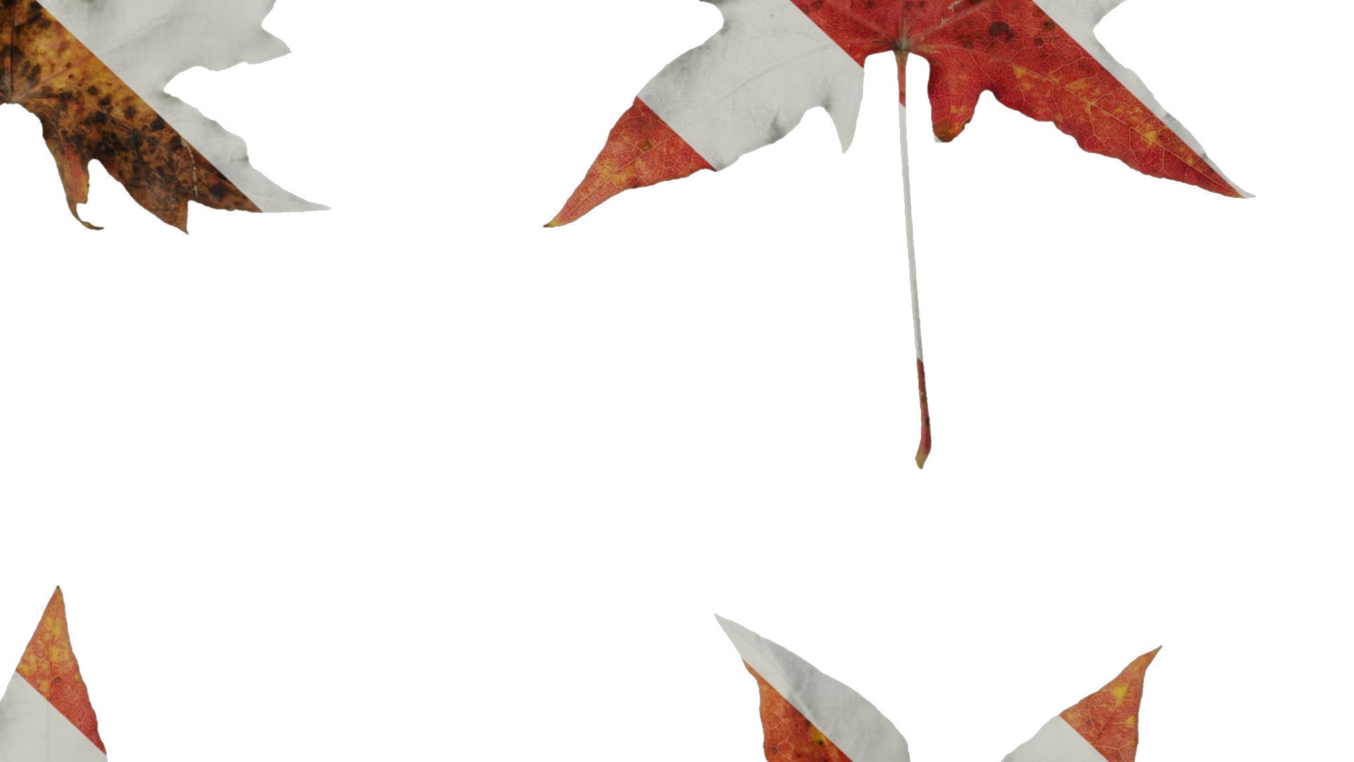 Anydrafts Acer saccharum Leaf 01 Texture_6